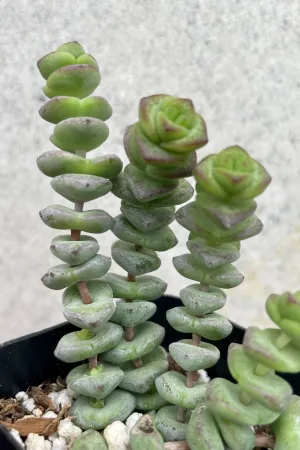 Crassula rupestris marnieriana 'Hottentot' 2.5"