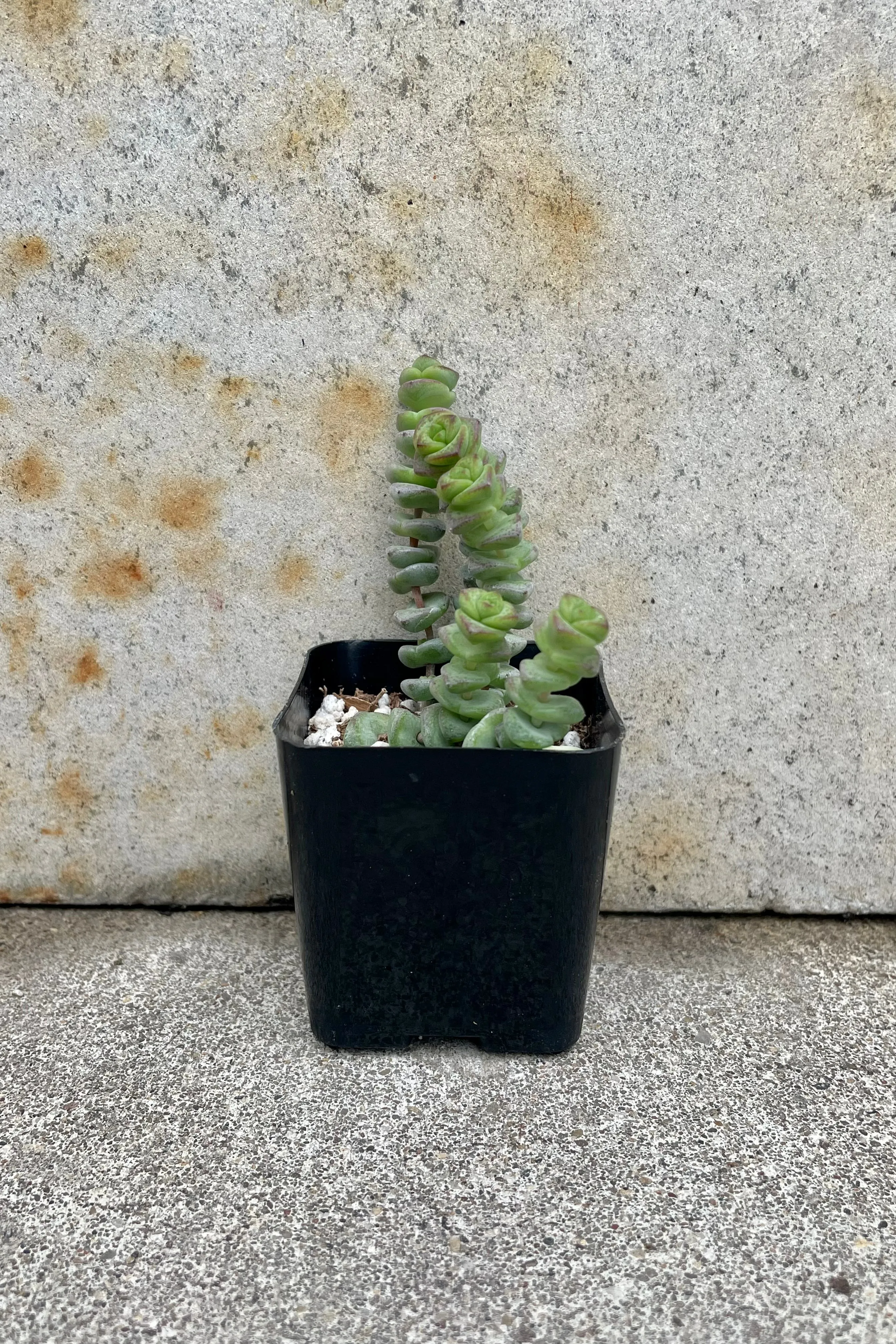 Crassula rupestris marnieriana 'Hottentot' 2.5"